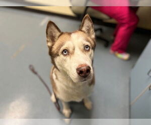 Siberian Husky Dogs for adoption in Denver, CO, USA