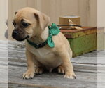 Small #2 Pug Mix