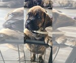 Puppy Cream Cane Corso