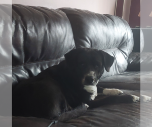 Labrador Retriever-Unknown Mix Dogs for adoption in Gibbstown, NJ, USA