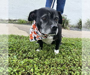 Basset Hound-Unknown Mix Dogs for adoption in Sanford, FL, USA