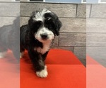 Small Photo #4 Aussie-Poo-Poodle (Miniature) Mix Puppy For Sale in RICHMOND, IL, USA