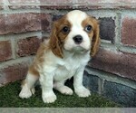 Small #8 Cavalier King Charles Spaniel