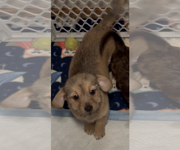 Medium Photo #1 ShiChi Puppy For Sale in Cuyahoga Falls , OH, USA