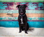 Small #4 American Pit Bull Terrier-Labrador Retriever Mix
