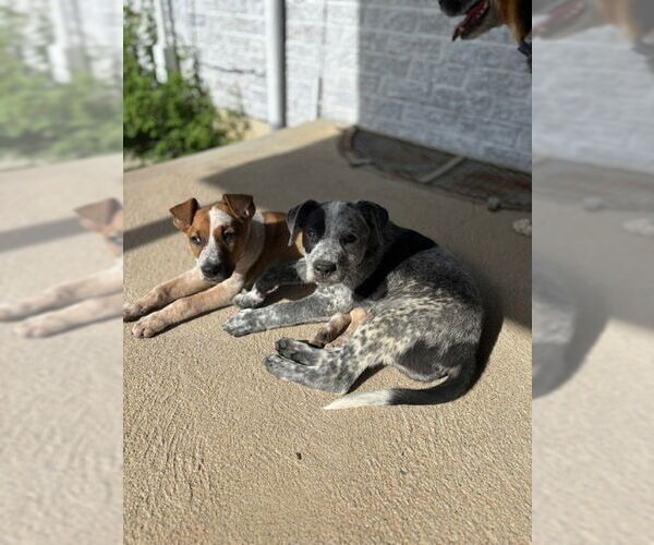 Medium Photo #3 Mutt Puppy For Sale in Aurora, CO, USA