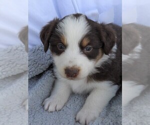 Australian Shepherd Puppy for sale in JEROMESVILLE, OH, USA
