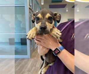 Huskies -Unknown Mix Dogs for adoption in Baytown, TX, USA