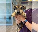 Small Huskies  Mix