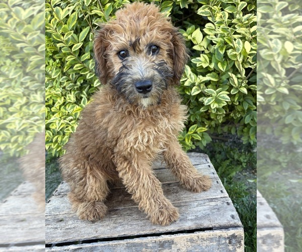 Medium Photo #4 Whoodle (Miniature) Puppy For Sale in MIDDLEBURY, IN, USA
