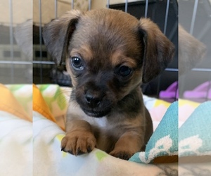 Doxle-Japanese Chin Mix Puppy for sale in SEATTLE, WA, USA