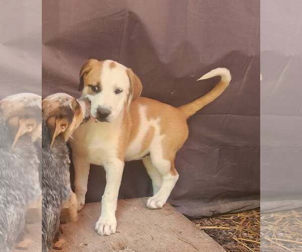 Medium Photo #3 Great Pyrenees Puppy For Sale in Paso Robles, CA, USA