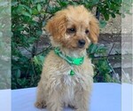 Small Photo #9 Goldendoodle-Poodle (Miniature) Mix Puppy For Sale in NEWPORT, PA, USA