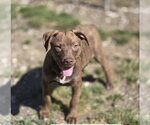 Small #2 Mutt