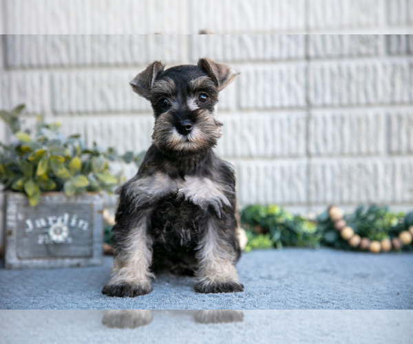 Medium Photo #2 Schnauzer (Miniature) Puppy For Sale in BALTIC, OH, USA