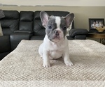Small Photo #10 French Bulldog Puppy For Sale in HILTON, NY, USA