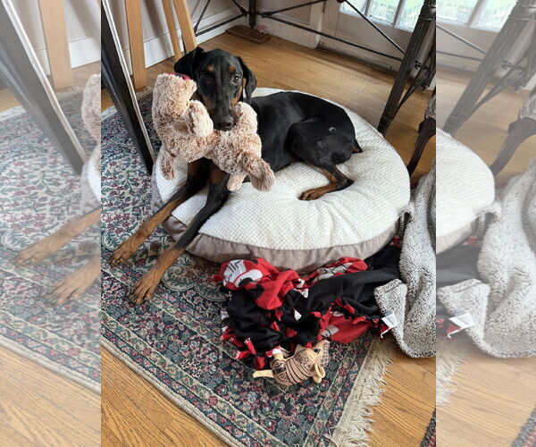 Medium Photo #10 Doberman Pinscher Puppy For Sale in Minneaoplis, MN, USA