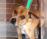 Small #2 Mutt