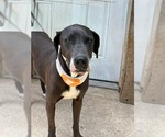 Small Great Dane-Labrador Retriever Mix