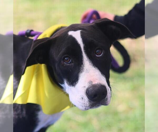 Medium Photo #1 American Staffordshire Terrier Puppy For Sale in San Antonio, TX, USA