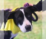 Small American Staffordshire Terrier