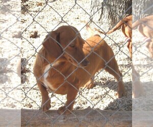 Mother of the Dachshund puppies born on 02/10/2025