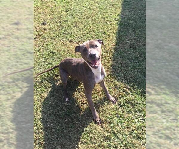 Medium Photo #1 American Pit Bull Terrier-Unknown Mix Puppy For Sale in Grovetown, GA, USA