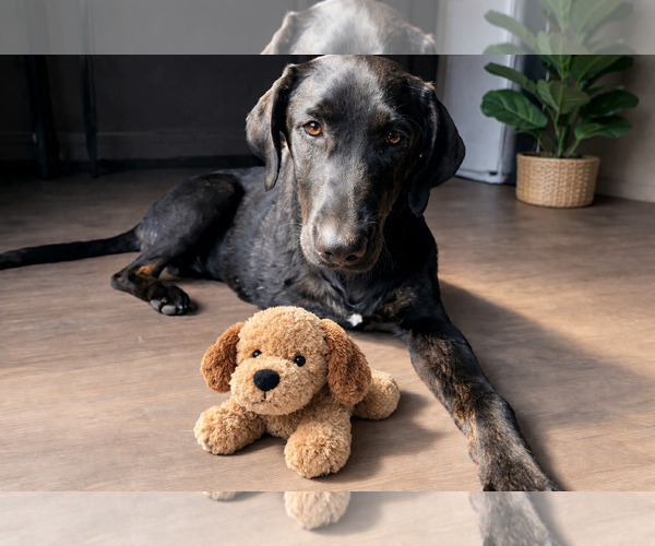 Medium Photo #7 Labrador Retriever-Unknown Mix Puppy For Sale in Clovis, CA, USA