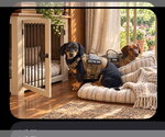 Small #1 Dachshund
