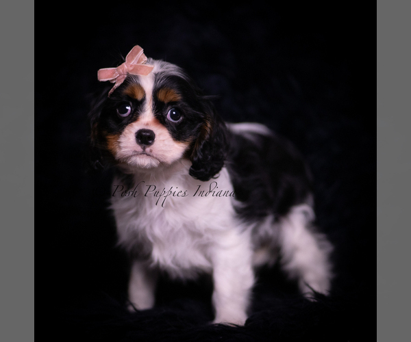 Medium Photo #3 Cavalier King Charles Spaniel Puppy For Sale in WARSAW, IN, USA