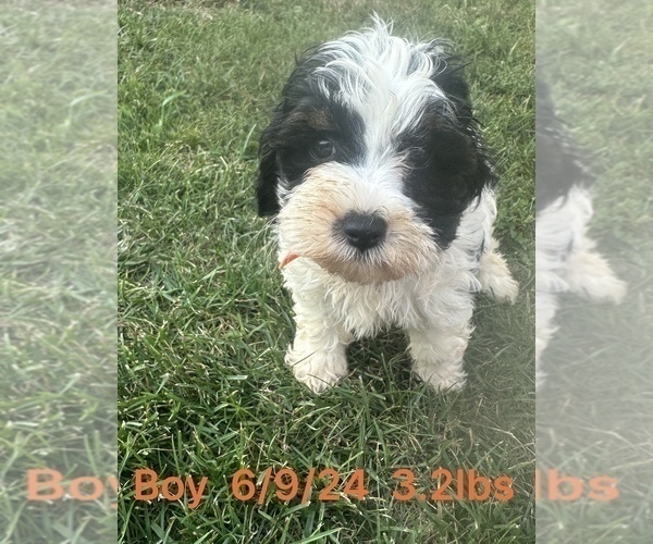 Medium Photo #4 Cockapoo Puppy For Sale in MONTPELIER, OH, USA