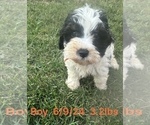 Small Photo #4 Cockapoo Puppy For Sale in MONTPELIER, OH, USA