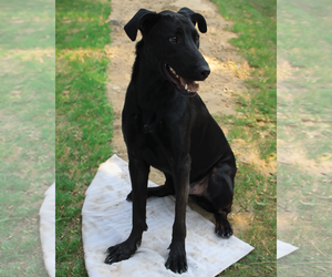 Magic Man - Male Labrador Retriever-Unknown Mix Dog for Adoption - Photo #5