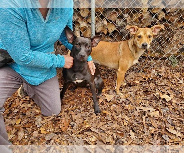 Medium Photo #3 Mutt Puppy For Sale in Greenville, SC, USA