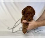 Small #3 Goldendoodle