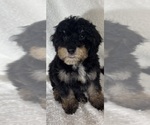 Small #1 Bernedoodle