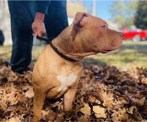 Medium American Bully