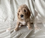 Small Photo #3 Goldendoodle Puppy For Sale in CLOVIS, CA, USA