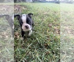 Small #9 Boston Terrier