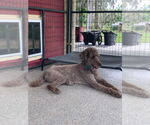 Small #2 Poodle (Standard)