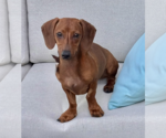 Small #5 Dachshund