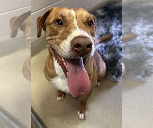 Mutt Dogs for adoption in Petaluma, CA, USA