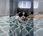 Small Photo #4 Maltipoo Puppy For Sale in AURORA, IL, USA