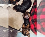 Puppy Puppy 5 Yorkshire Terrier
