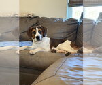 Small #4 Boxer Mix