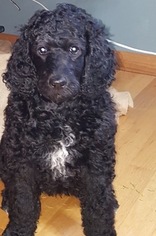 Poodle (Standard) Puppy for sale in PINE RIVER, WI, USA