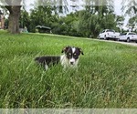 Small #6 American Corgi
