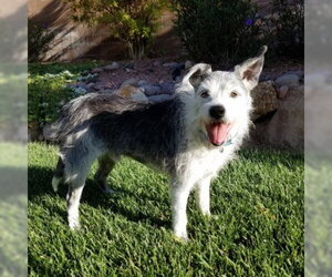 Mutt Dogs for adoption in Las Vegas, NV, USA