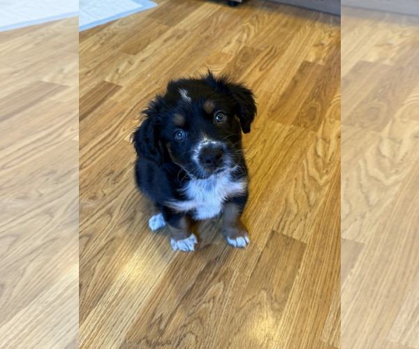 Medium Photo #3 Australian Shepherd-Unknown Mix Puppy For Sale in Plainfield, IL, USA