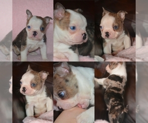 Boston Terrier Puppy for sale in POMONA, MO, USA